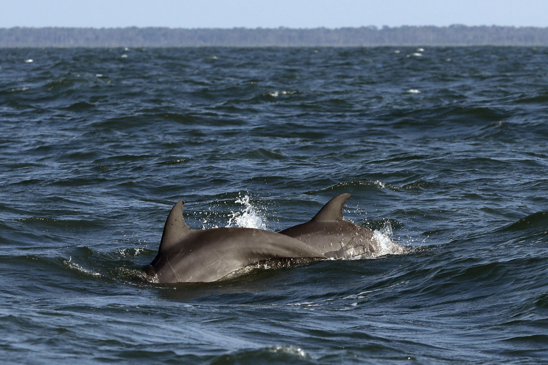 Dolphins